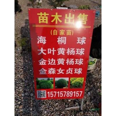 优质特价浙江金边黄杨毛球 杭州金边黄杨毛球 萧山毛球产地直销