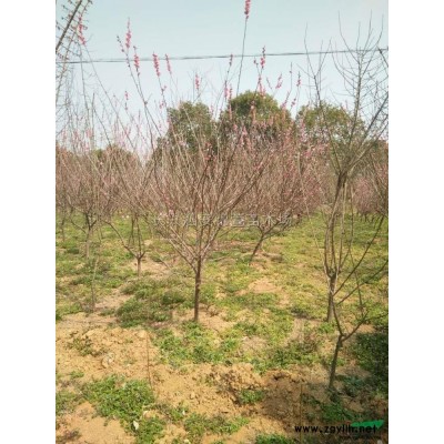 优质特价10--25公分娜塔栎 浙江娜塔栎批发 湖州娜塔栎产