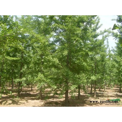 江苏南京基地低价供应批发黄杨 金边黄杨 小叶黄杨