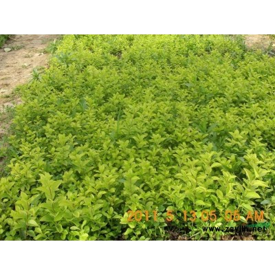 江苏金边黄杨介绍