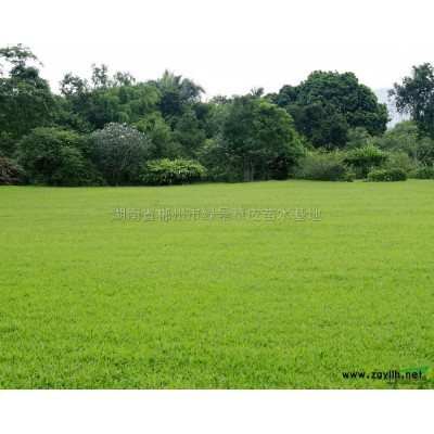 郴州金边黄杨、金边黄杨价格