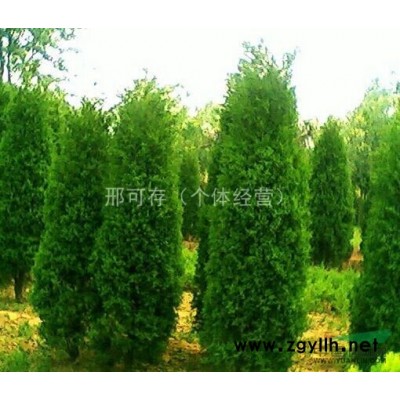 金边黄杨，精品黄杨，黄杨供应，小叶黄杨