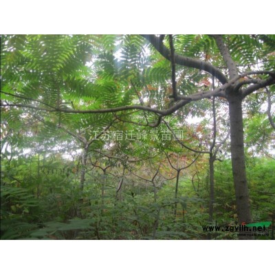 红花继木球 火棘,八角金盘,瓜子黄杨,金边黄杨、金边黄杨