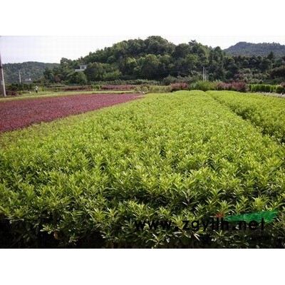 湖南金边黄杨*新报价/湖南金边黄杨图片