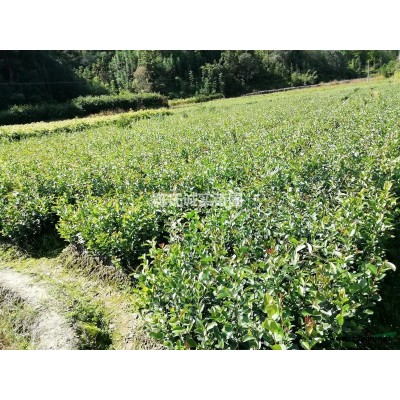 福建油茶苗，高产油茶苗，黄金果小子油茶苗，有裸根苗和杯苗图1