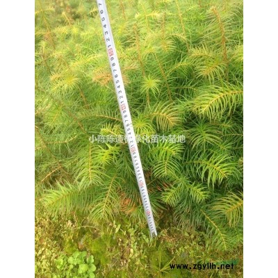 福建油茶苗，高产油茶苗，黄金果小子油茶苗，有裸根苗和杯苗图2