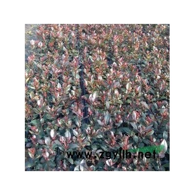 供应小叶红叶石楠