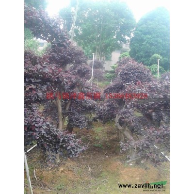 法国冬青行情报价\法国冬青图片展示