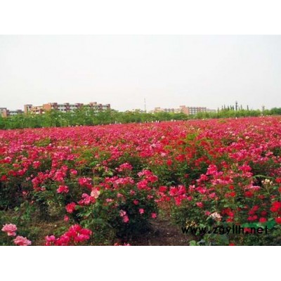 江苏法国冬青信息