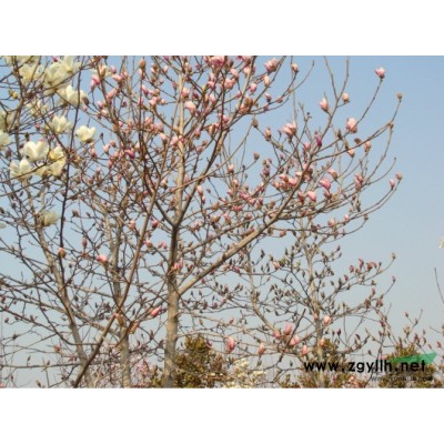 江苏法国冬青介绍