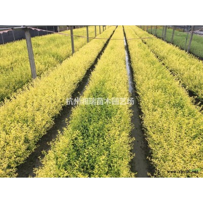 金边黄杨杯苗批发价、浙江杭州价格 萧山