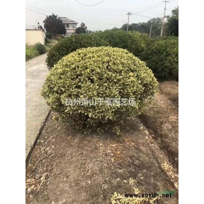 供应金边黄杨精品球