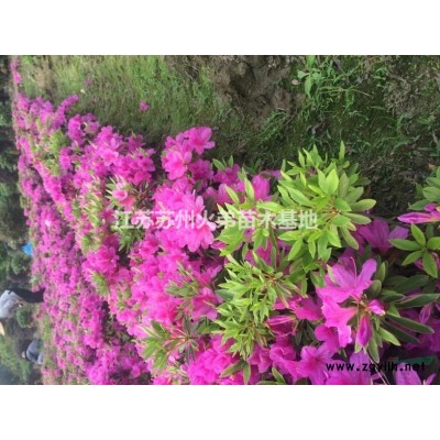 金边黄杨，工程小苗