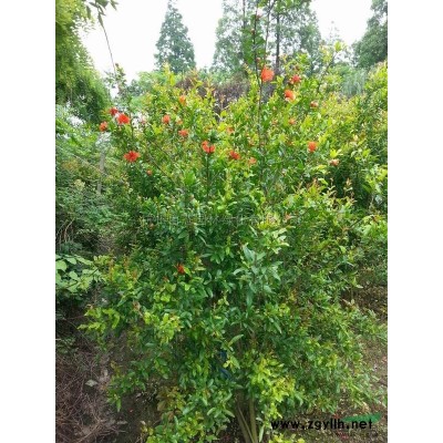 金边黄杨柱*新价格/金边黄杨柱报价