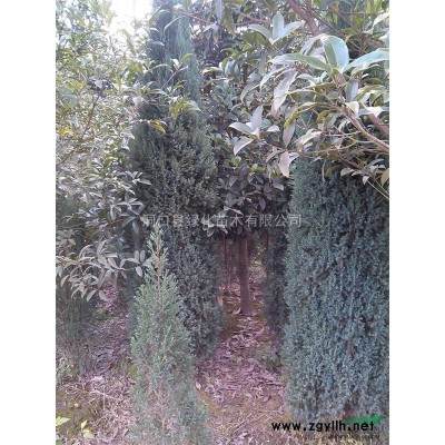 金边黄杨，金边黄杨价格，金边黄杨供应