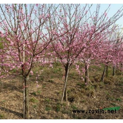 绿化苗木-金边黄杨-工程苗 绿篱色块用苗 小叶黄杨-大叶黄杨