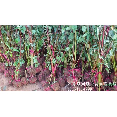 大量出售金边黄杨.金边黄杨小苗.金边黄杨价格.金边冬青