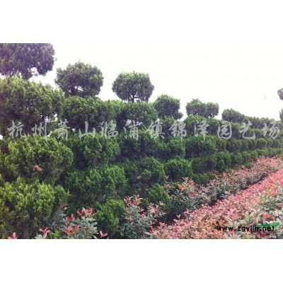 浙江金边黄杨介绍