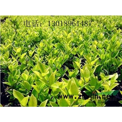 金边黄杨小毛球