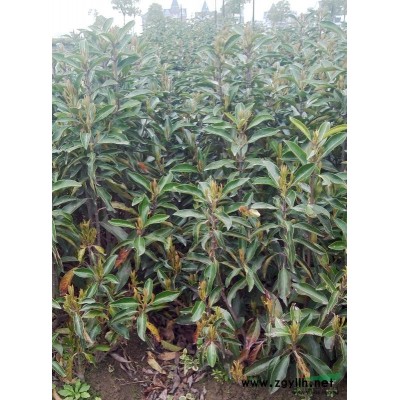 大量供应金边黄杨