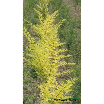 金冠小叶女贞与红叶石楠