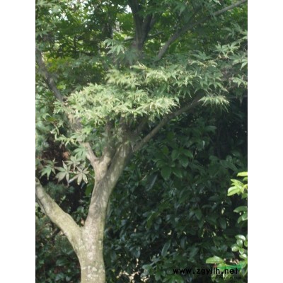 红叶石楠，绍兴红叶石楠，红叶石楠价格