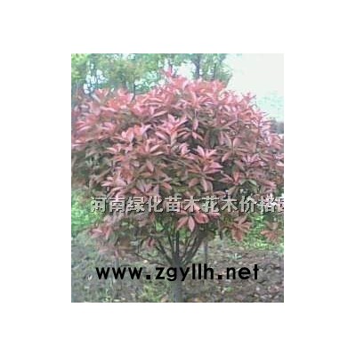 金叶女贞、大叶黄杨、小叶女贞、法国冬青、石楠