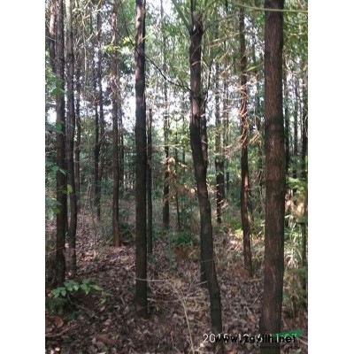 湖北红叶石楠苗，红继木苗，大叶栀子苗，茶花苗，金边黄杨苗