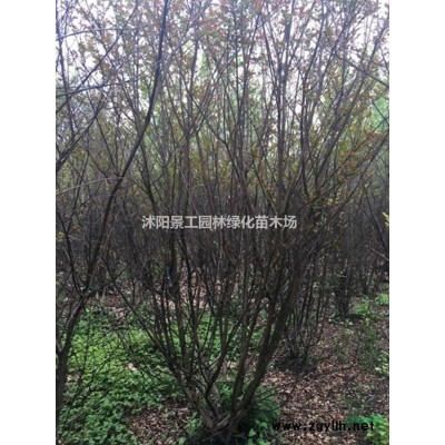 江苏金边黄杨球价格 江苏玉边黄杨球价格 金边黄杨球基地