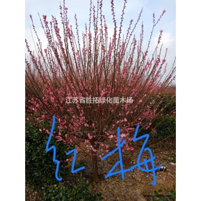 供应金叶女贞、金边黄杨、红叶小波、海桐、大叶黄杨、小叶黄杨