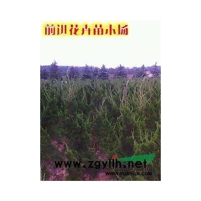 金边麦冬、金边黄杨、绣线菊