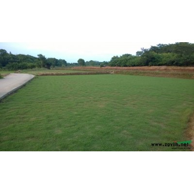 金边黄杨行情报价\金边黄杨图片展示