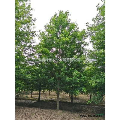 娜塔栎        12—18公分