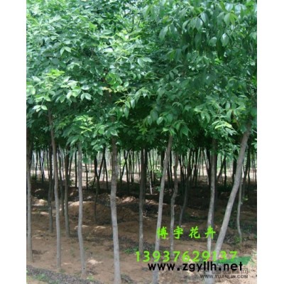 供应金边黄杨/供应河南金边黄杨/特价供应金边黄杨