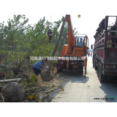 供应;金边黄杨 大叶黄杨 金叶女贞