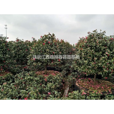 南昌海桐紫鹃，金边黄杨茶梅、金丝桃月季迎春法国冬青、十大功劳