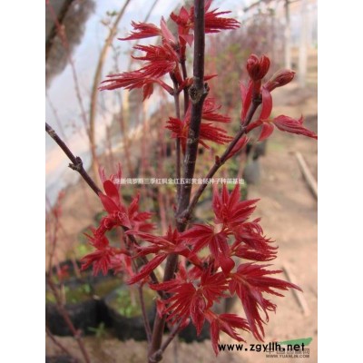 金冠黄杨黄金皇杨金边黄杨四季黄金皇杨四季金黄色叶耐寒零下46