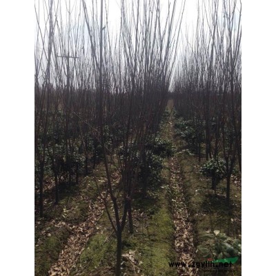 供应金边黄杨小毛球