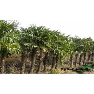 南天竹、大叶黄杨、小叶黄杨、北海道黄杨、豆瓣黄杨、金边黄杨、