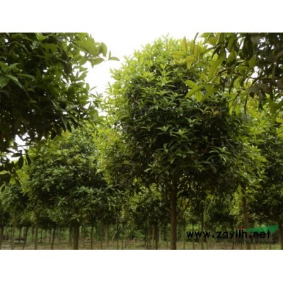 浙江金边黄杨信息