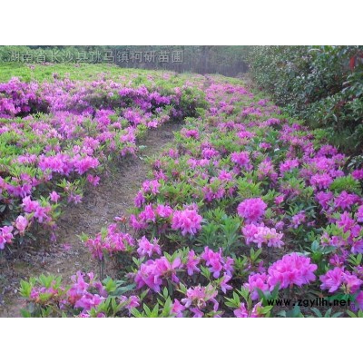 四季桂、香樟、广玉兰、罗汉松，大小叶栀子、金边黄杨等