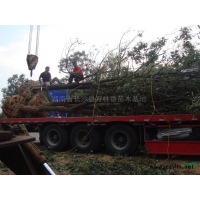 湖南红叶石楠 红叶石楠树 红叶石楠球 红叶石楠容器苗 红叶石楠价格