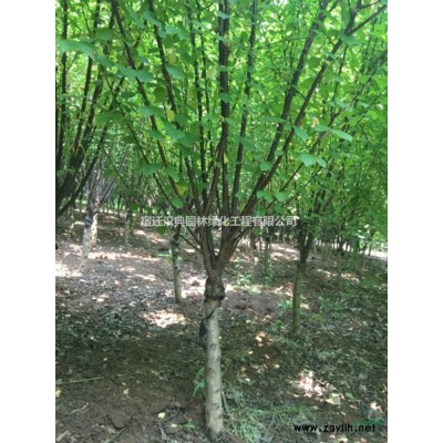 2022年江苏金边黄杨批发 大小金边黄杨新报价