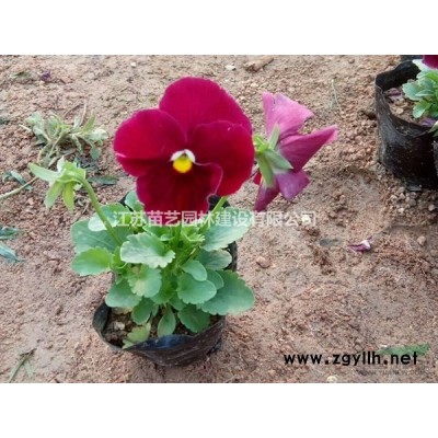 金边黄杨批发-金边黄杨价格-金边黄杨图片-金边黄杨小苗供应