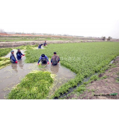 小叶黄杨，大叶黄杨，金边黄杨，金叶瓜子黄杨