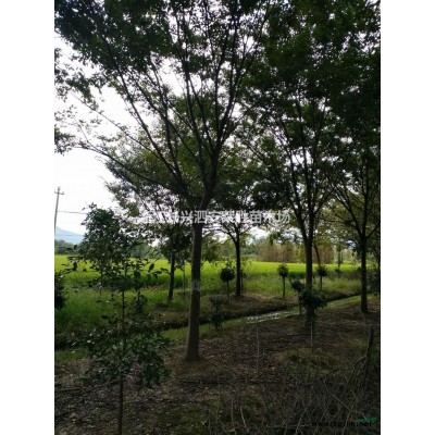 浙江长兴12公分娜塔栎介绍/特征/用途