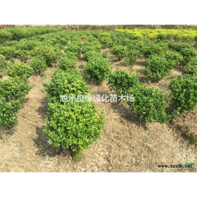 金边黄杨  安徽金边黄杨 P30-80金边黄杨