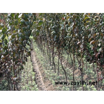 小龙柏、金边黄杨、大叶黄杨