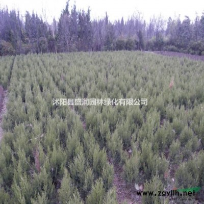 金边黄杨秋、红叶小波球、小叶女贞