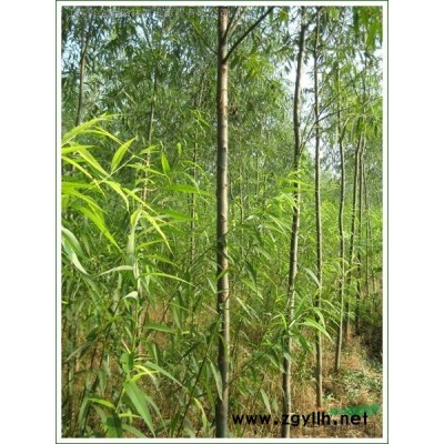 低价叶小檗，大、小叶黄杨，金边黄杨，瓜子黄杨